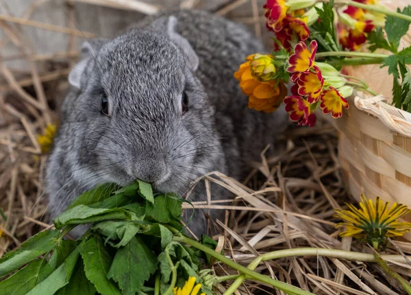 Small Gray Rabbit Eating Grass Background Straw Basket Flowers Front — Stock Photo, Image