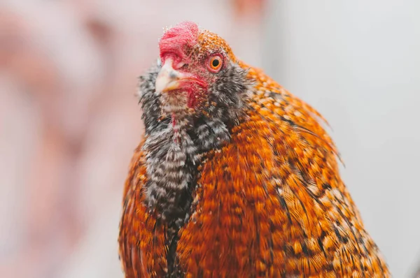 Caminatas Pollo Césped —  Fotos de Stock