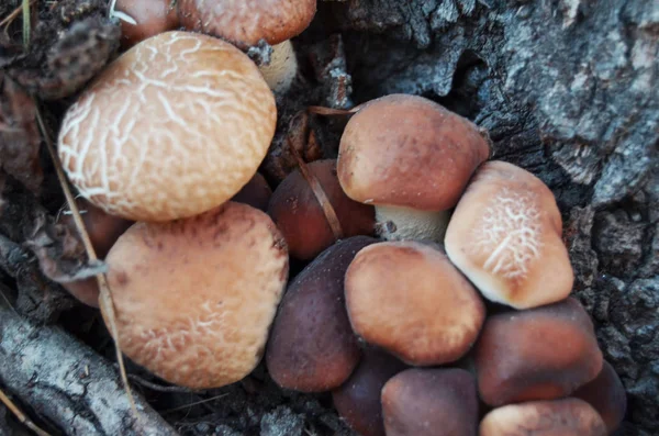 Setas Silvestres Creciendo Raíz Del Árbol —  Fotos de Stock