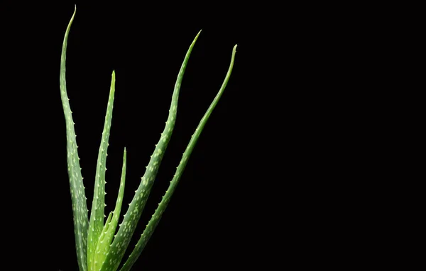 Aloe Vera Com Fundo Preto — Fotografia de Stock