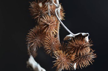 Siyah uzayda yerel ışık tarafından aydınlatılmış bitkilerin oluşturduğu yaratıcı arkaplan.