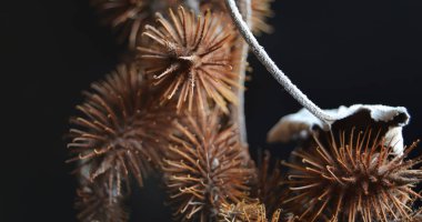 Siyah uzayda yerel ışık tarafından aydınlatılmış bitkilerin oluşturduğu yaratıcı arkaplan.