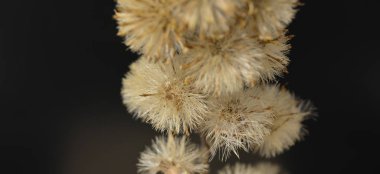 Siyah uzayda yerel ışık tarafından aydınlatılmış bitkilerin oluşturduğu yaratıcı arkaplan.