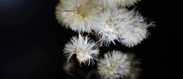 Fond Créatif Avec Des Plantes Éclairées Par Lumière Locale Dans — Photo