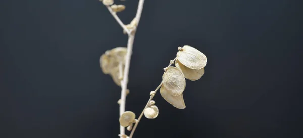 Kreatív Háttér Növények Megvilágított Helyi Fény Fekete Térben — Stock Fotó