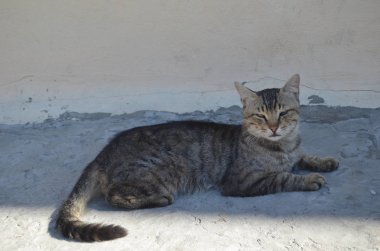 Gölgede dinlenen sevimli sokak kedisi..