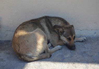 Gölgede dinlenen sevimli sokak köpeği..
