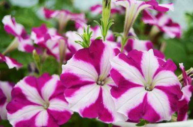 Petunia star mixed various colorful flower close up with green leaf. clipart