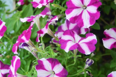 Petunya yıldızı çeşitli renkli çiçekleri karıştırıp yeşil yaprakla kaplıyor..