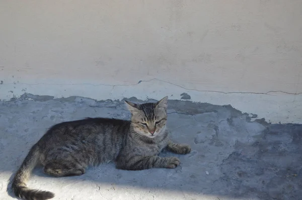 Kucing Liar Yang Lucu Beristirahat Tempat Teduh — Stok Foto