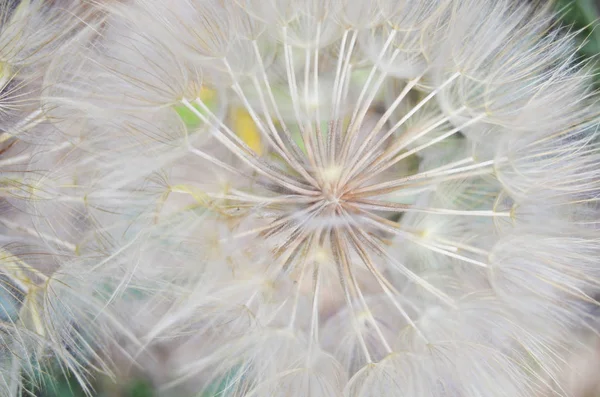 Planta Natural Dandelion Fundo Abstrato — Fotografia de Stock