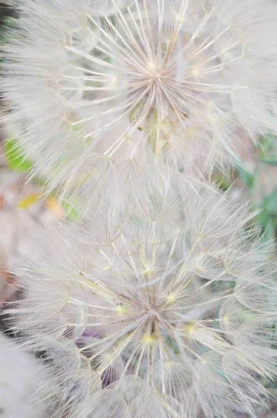 Planta Natural Dandelion Fundo Abstrato — Fotografia de Stock