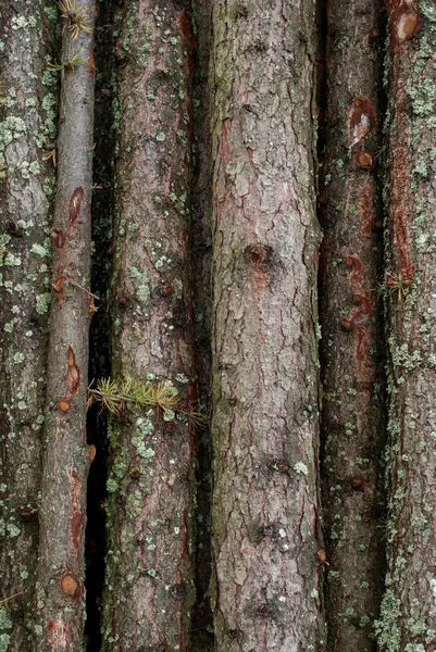 Дерев'яні колоди - вид зверху — стокове фото