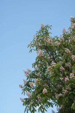 Mavi gökyüzü karşı kestane ağacı