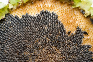 ayçiçeği tohumu Üstten Görünüm