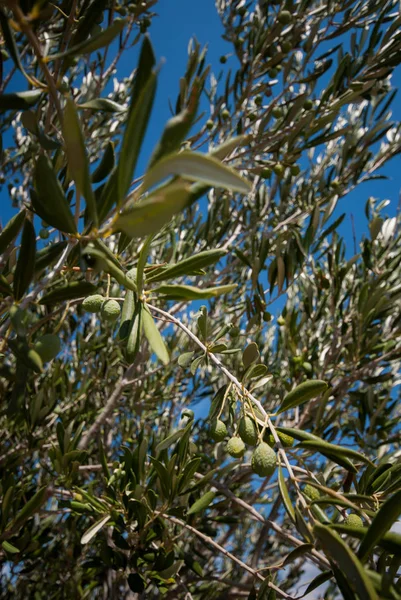 Aceitunas en el árbol — Foto de Stock