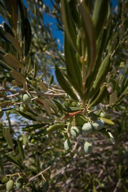 Ağaçtaki zeytinler