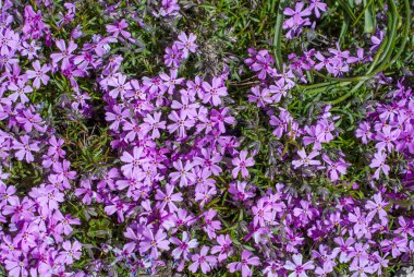 vahşi çim çiçek yakın çekim