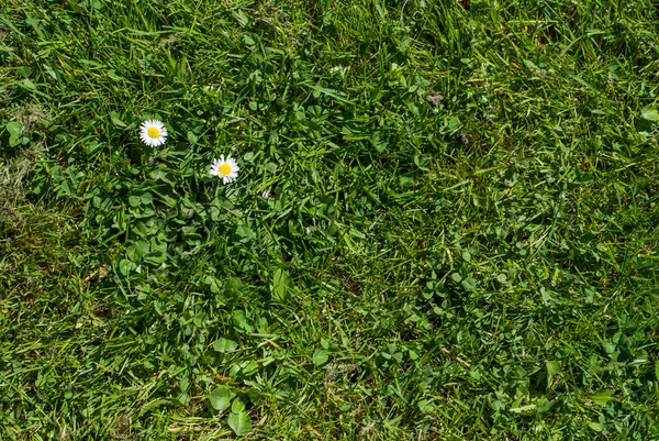 Gänseblümchen auf Gras - Rasenoberseite — Stockfoto