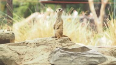 Meerkat nöbetçi