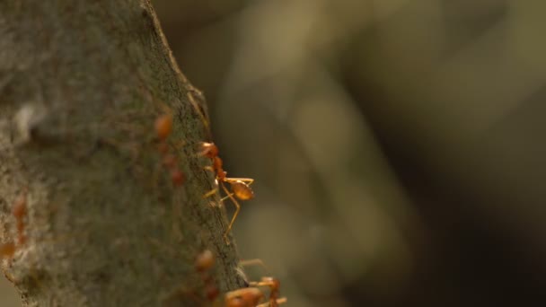 Fourmi se déplace sur les feuilles de l'arbre 