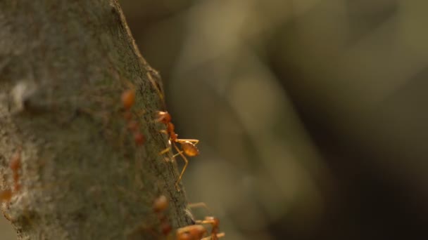 Karınca ağaç yaprakları üzerinde hareket eder — Stok video