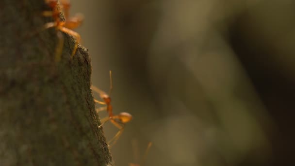Formiga se move em folhas de árvore — Vídeo de Stock