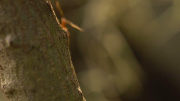 Fourmi se déplace sur les feuilles de l'arbre 