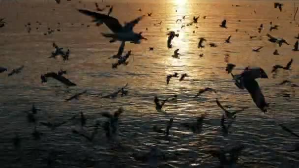 Vol d'oiseau