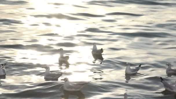 Птахів і море — стокове відео