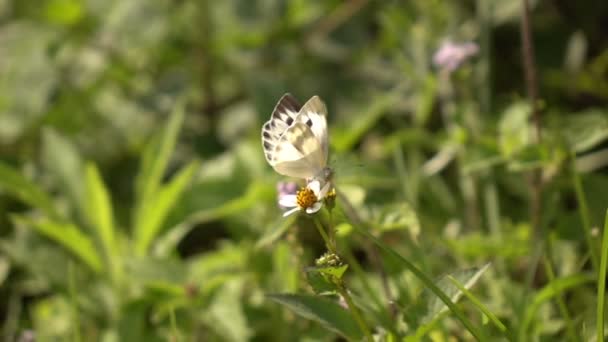 Vahşi doğada Kelebekler — Stok video
