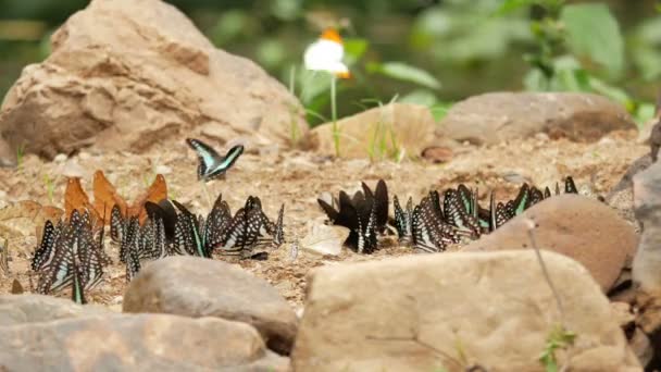 Vahşi doğada Kelebekler — Stok video