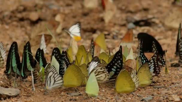 Farfalle in natura — Video Stock
