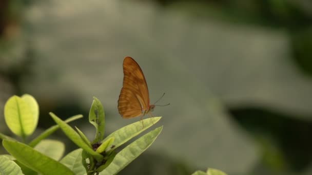 Farfalle in natura — Video Stock