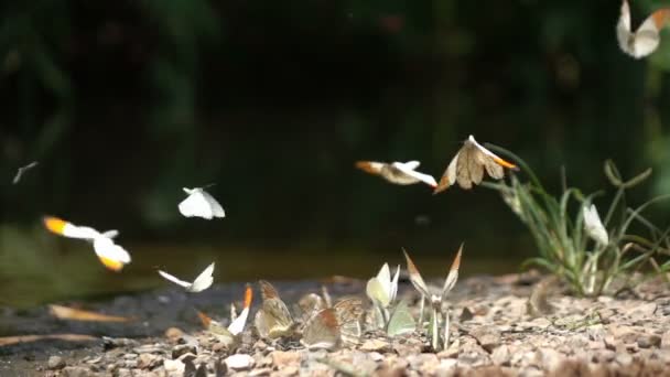 Borboletas na natureza — Vídeo de Stock