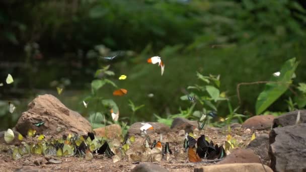 Farfalle in natura — Video Stock