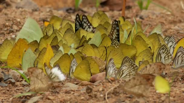 Mariposas en la naturaleza — Vídeos de Stock