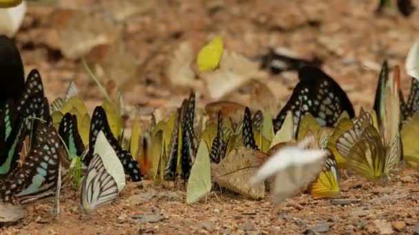 Schmetterlinge in freier Wildbahn — Stockvideo