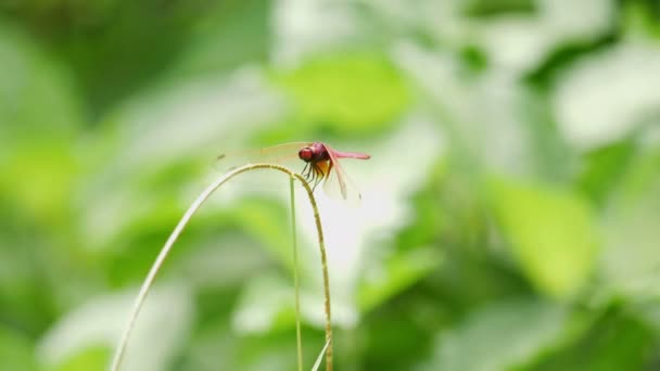 Libellula in natura — Video Stock