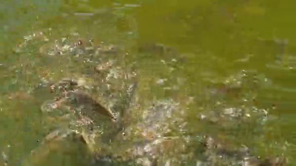 Fische im Teich — Stockvideo