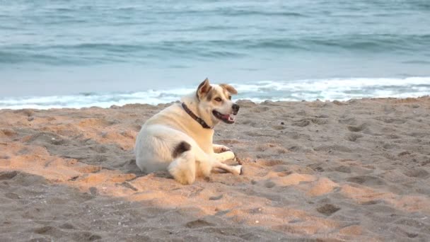 Perro en la playa en el mar — Vídeos de Stock