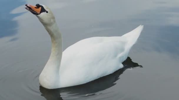 Goose In Pond — стоковое видео