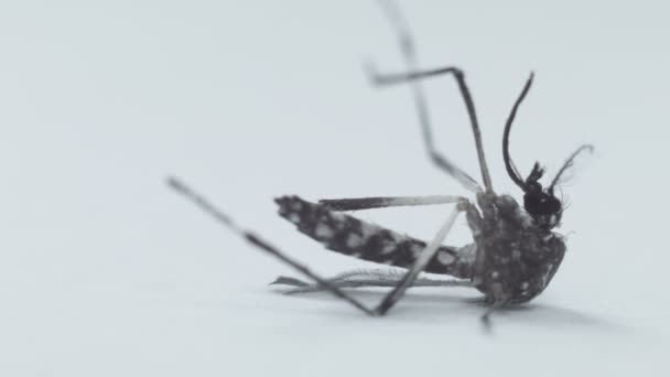 杀死蚊子 — 图库视频影像