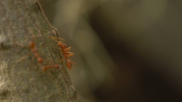 fourmis rouges 