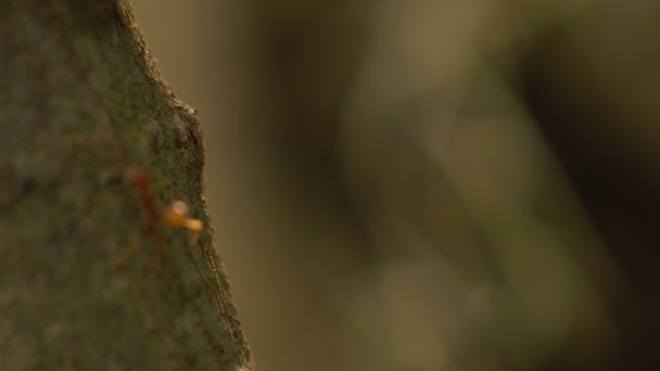 Formigas vermelhas — Vídeo de Stock