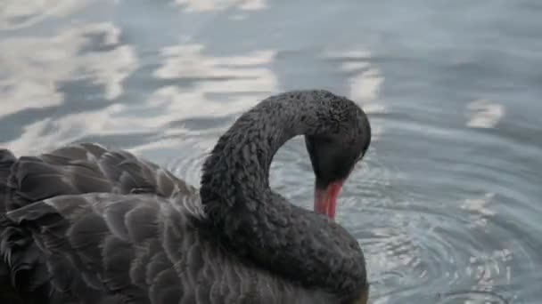 Swan di sungai — Stok Video