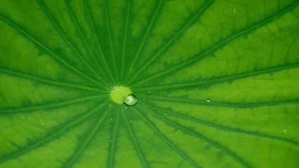 Krople wody na liściu lotosu — Wideo stockowe