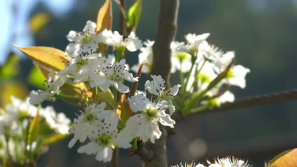 Яблунева квітка — стокове відео