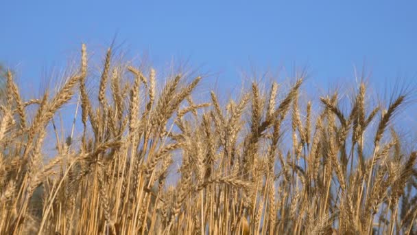 Granja de cebada en el cielo azul — Vídeos de Stock