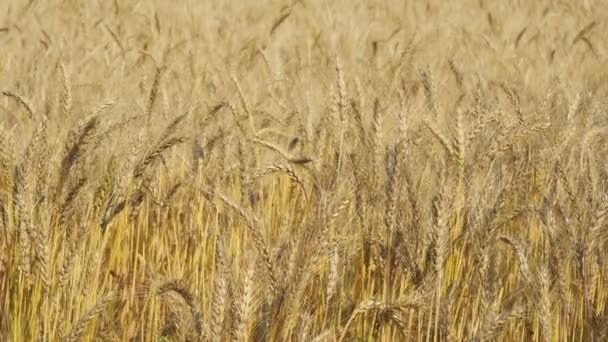 Campo de cebada — Vídeos de Stock